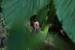Boesenbergia maxwellii