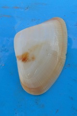 Donacidae