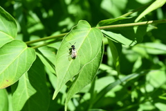 Philanthus bilunatus