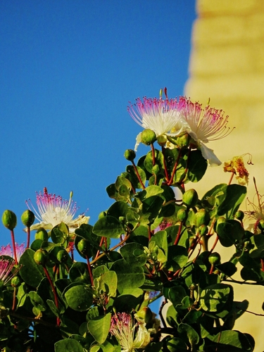 Capparis spinosa — photo 5