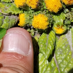 Senecio repens macbridei