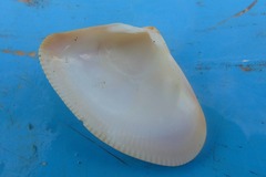 Donacidae
