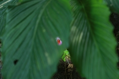 Boesenbergia maxwellii