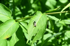 Philanthus bilunatus