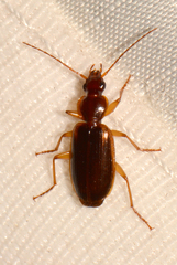 Cymindis limbata