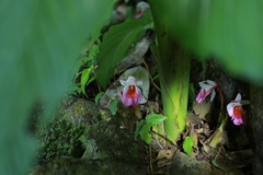 Boesenbergia maxwellii