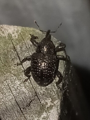 Chalcodermus aeneus