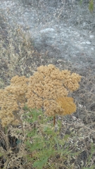 Achillea filipendulina