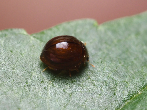 Delphastus catalinae observed 2022-07-17