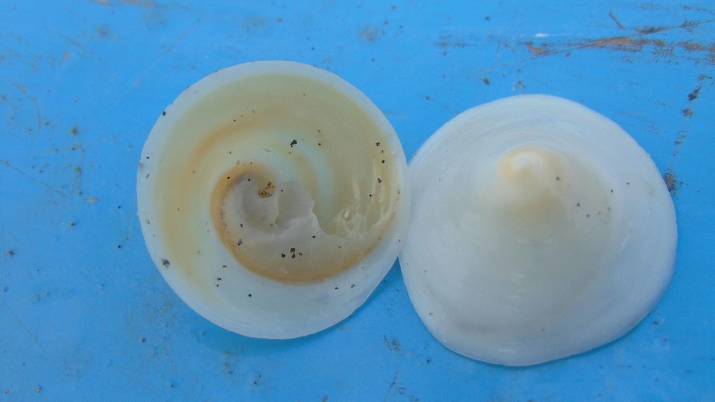 Calyptraea mamillaris