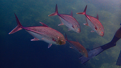 Caranx papuensis