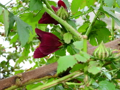 Hibiscus
