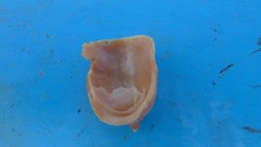 Crucibulum lignarium