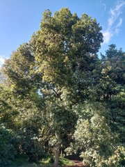 Quercus humboldtii