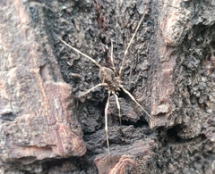 Bidentolophus bidens