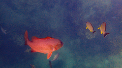 Lutjanus argentimaculatus