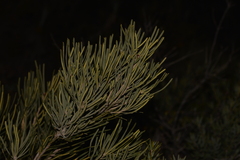 Banksia grossa