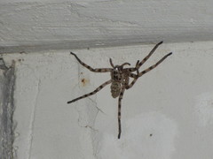 Eusparassus walckenaeri