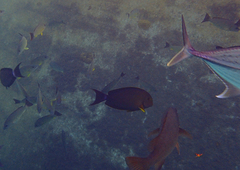 Acanthurus xanthopterus