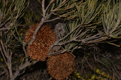 Banksia grossa