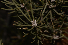 Banksia grossa