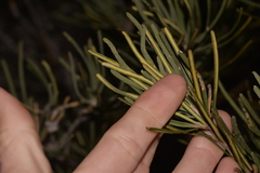 Banksia grossa