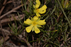 Hibbertia striata