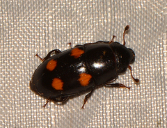 Glischrochilus obtusus