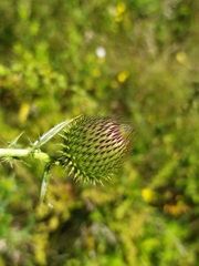 Cirsium ukranicum