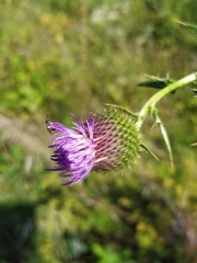 Cirsium ukranicum