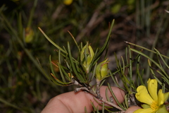 Hibbertia striata