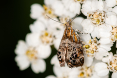 Tebenna bjerkandrella