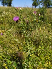 Cirsium ukranicum