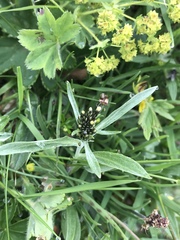 Omalotheca norvegica