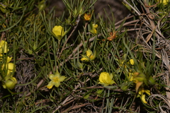 Hibbertia striata