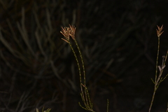 Lysinema pentapetalum