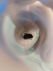 Acilius sulcatus