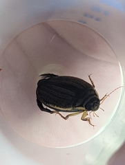 Acilius sulcatus