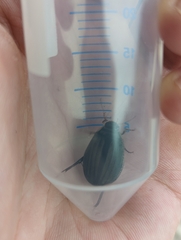 Acilius sulcatus
