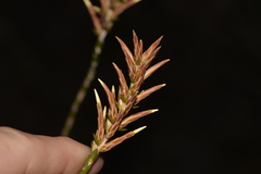 Lysinema pentapetalum