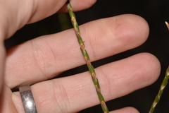 Lysinema pentapetalum
