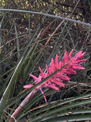 Aechmea distichantha