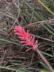 Aechmea distichantha