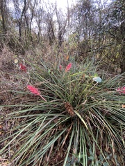 Aechmea distichantha