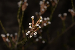 Lysinema pentapetalum