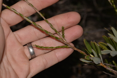 Lysinema pentapetalum