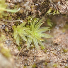 Atrichum tenellum