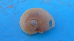 Hypterita helicoides