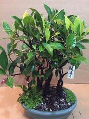 Ficus
