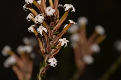 Lysinema pentapetalum